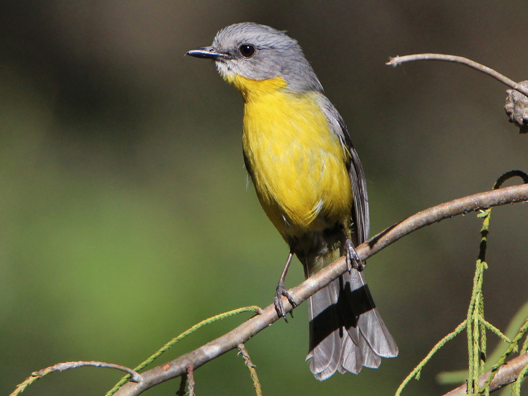 Eastern Yellow Robin - Sandra Gallienne