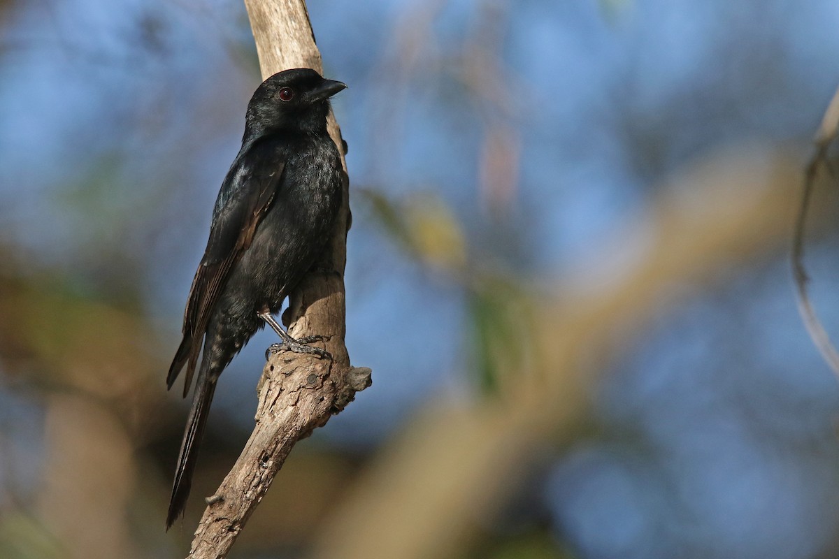 Square-tailed Drongo - Volker Hesse