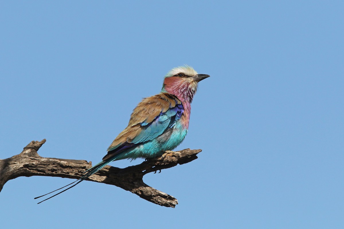 Lilac-breasted Roller - ML125912371