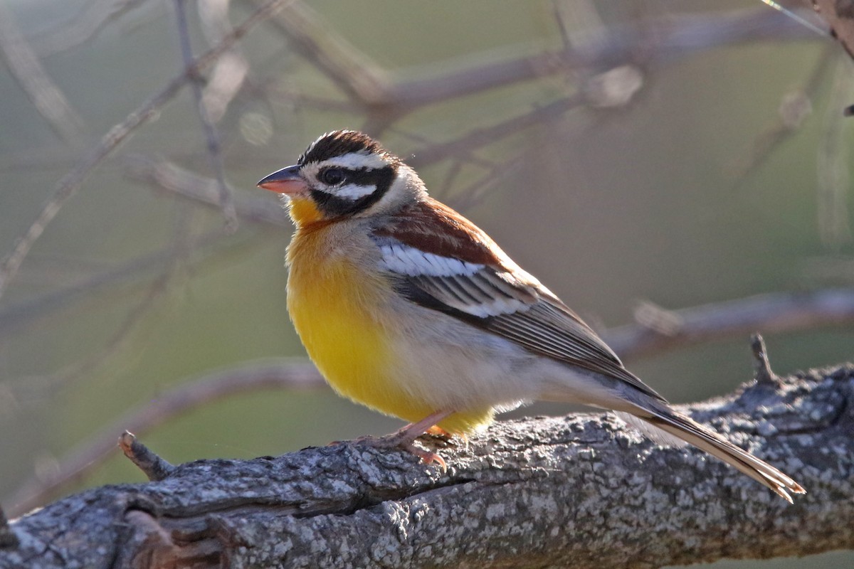 Golden-breasted Bunting - ML125912431