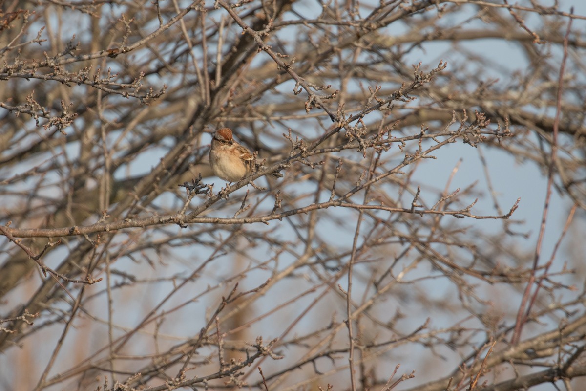 American Tree Sparrow - Fran Morel