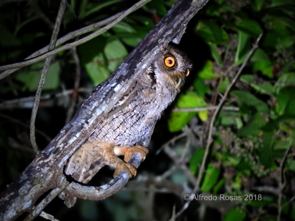 Tropical Screech-Owl - Alfredo Rosas