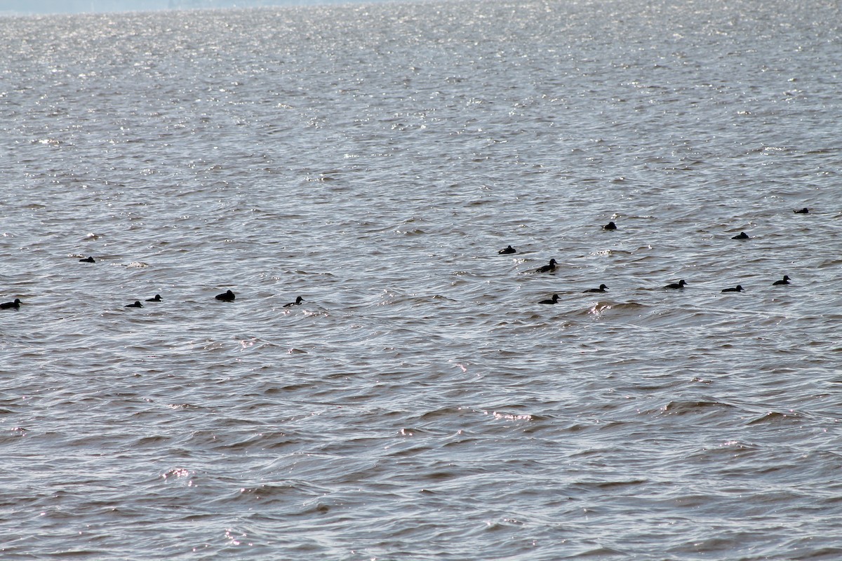 Greater Scaup - ML125919451