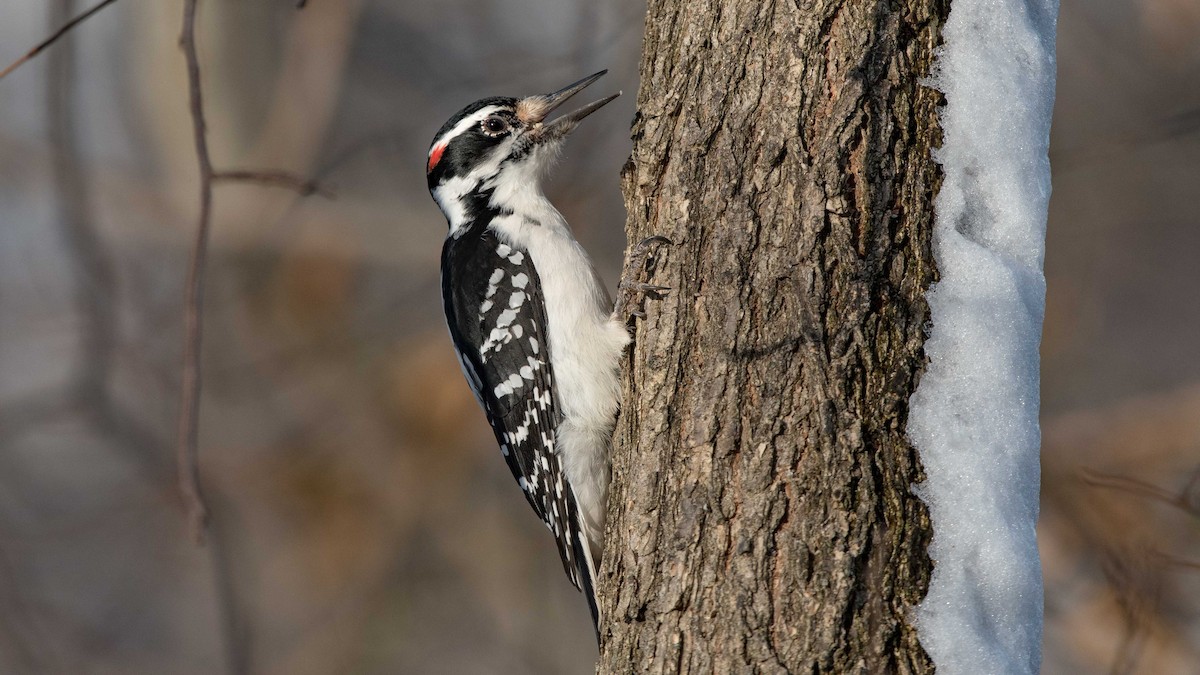 Hairy Woodpecker - Charlie Shields