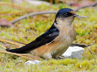 Tree Martin - eBird