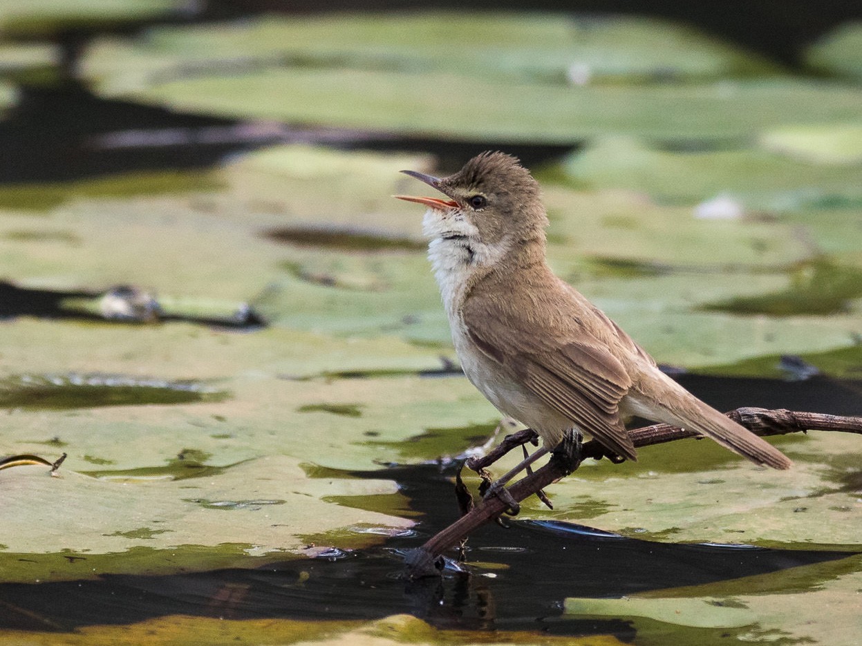 Australian Reed Warbler - Malcolm Graham