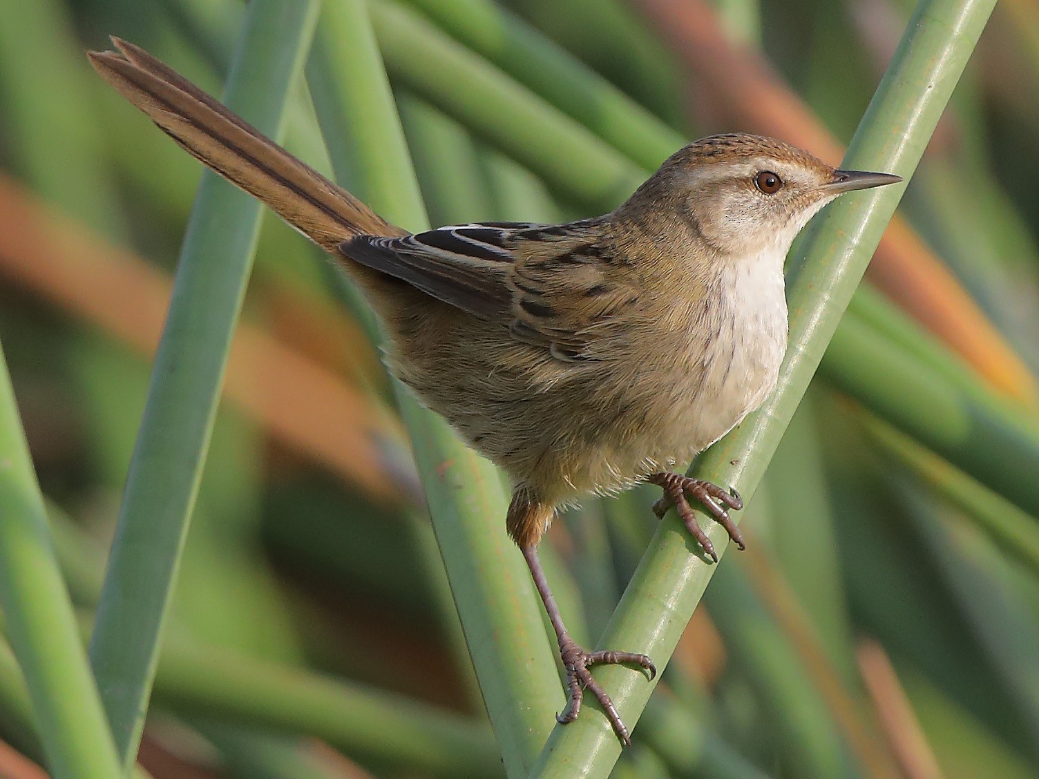 Little Grassbird - Marc Gardner