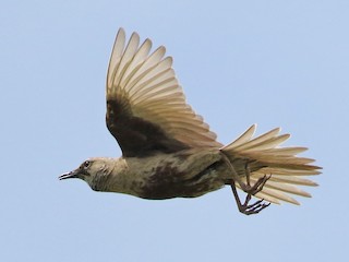 นกเพศผู้ชุดขนฤดูผสมพันธุ์ - Michael Rutkowski - ML125926911