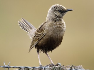 นกเพศผู้ชุดขนฤดูผสมพันธุ์ - Ken Crawley - ML125926981