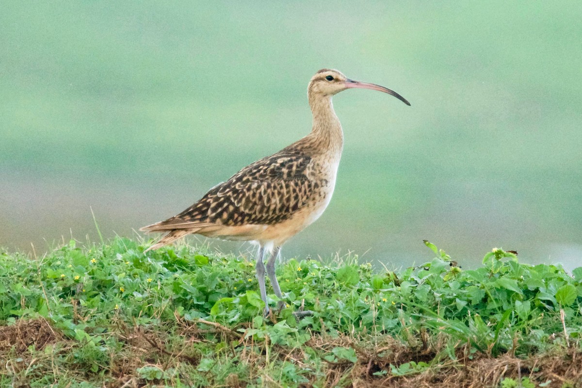 Bristle-thighed Curlew - ML125929631