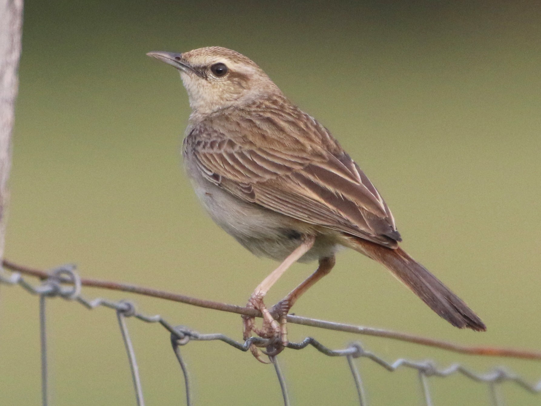Rufous Songlark - eBird