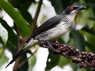 Молодая птица - Terence Alexander - ML125931041