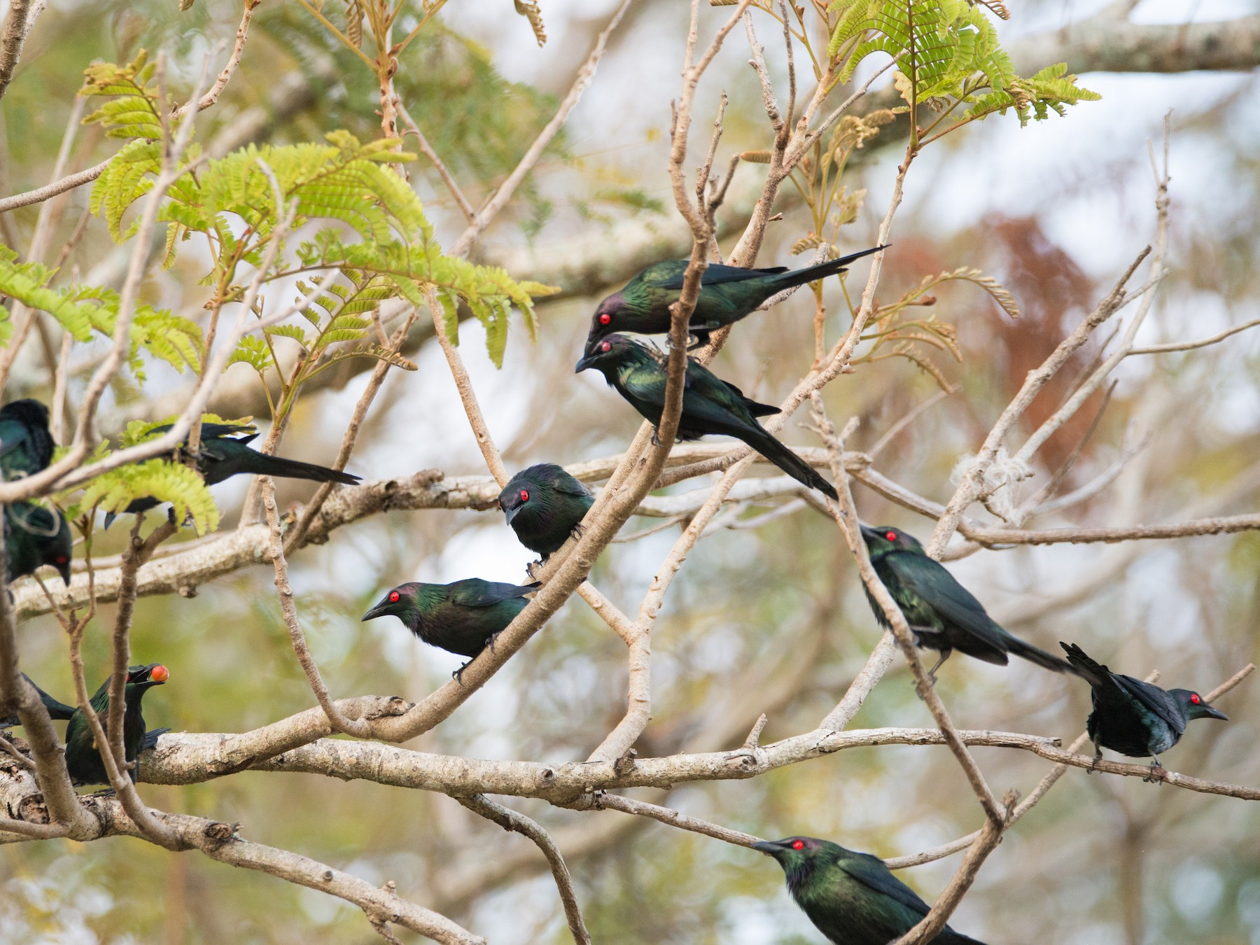 Metallic Starling - eBird