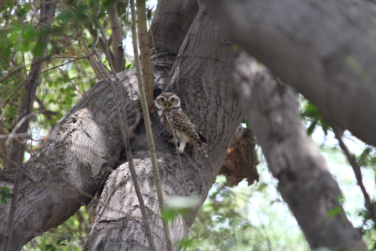 Spotted Owlet - Karthick VS
