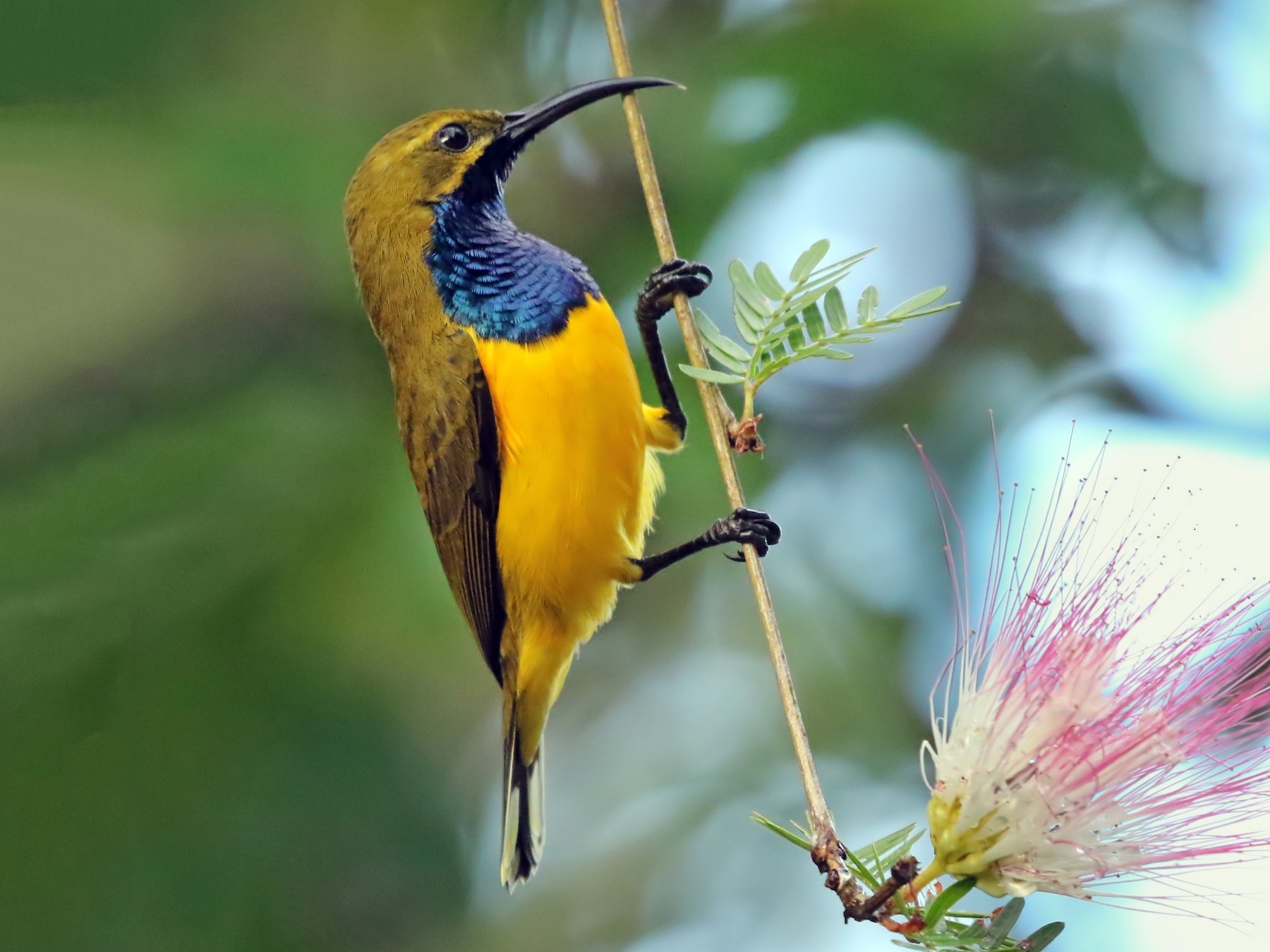 olive-backed-sunbird-ebird