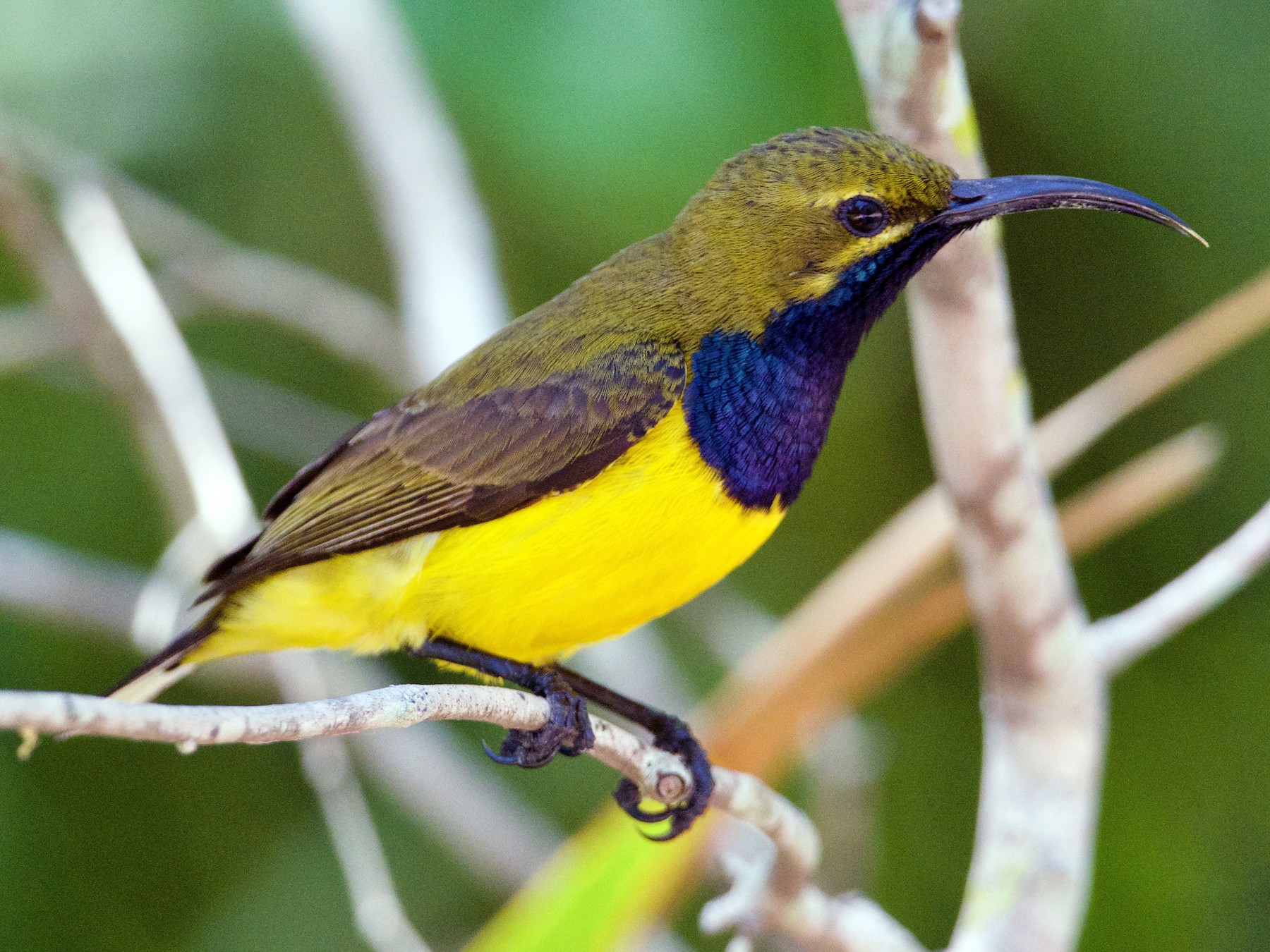 Cinnyris coquerellii. Suniy chim. Bird species in White background.