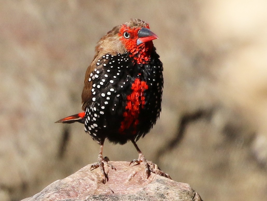 Painted Finch - eBird