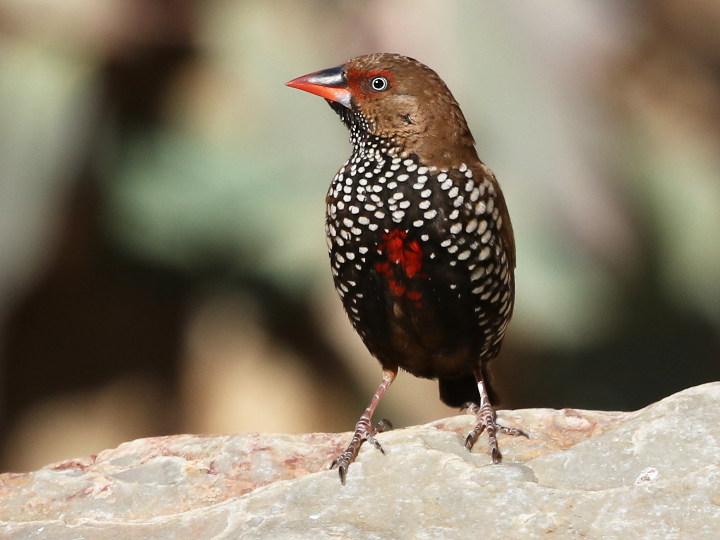 Painted Firetail - David Ongley