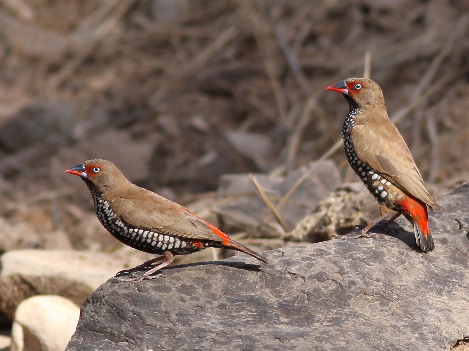 Painted Firetail - Chris Wiley