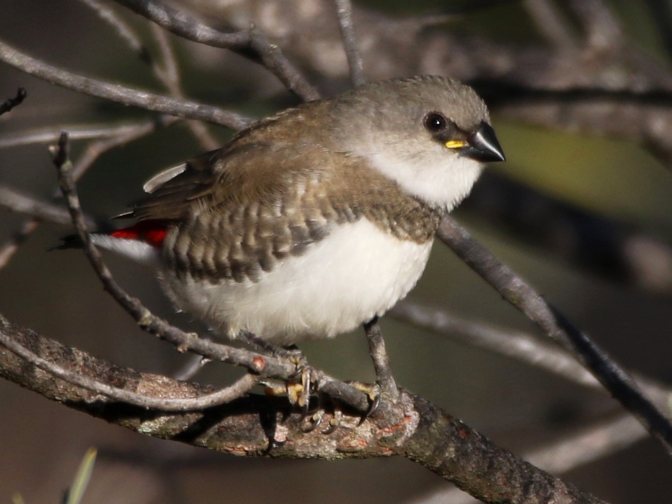 Diamond Firetail - Thalia and Darren Broughton