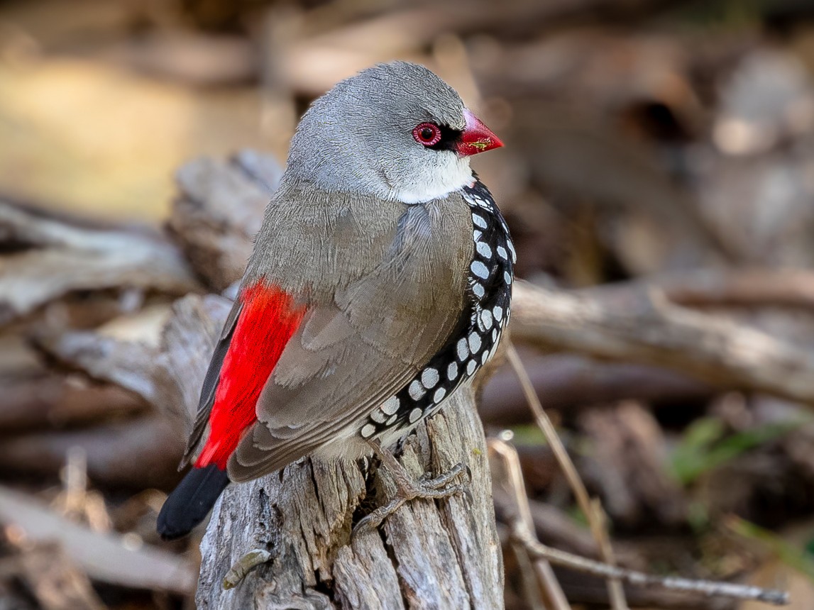 オオキンカチョウ Ebird