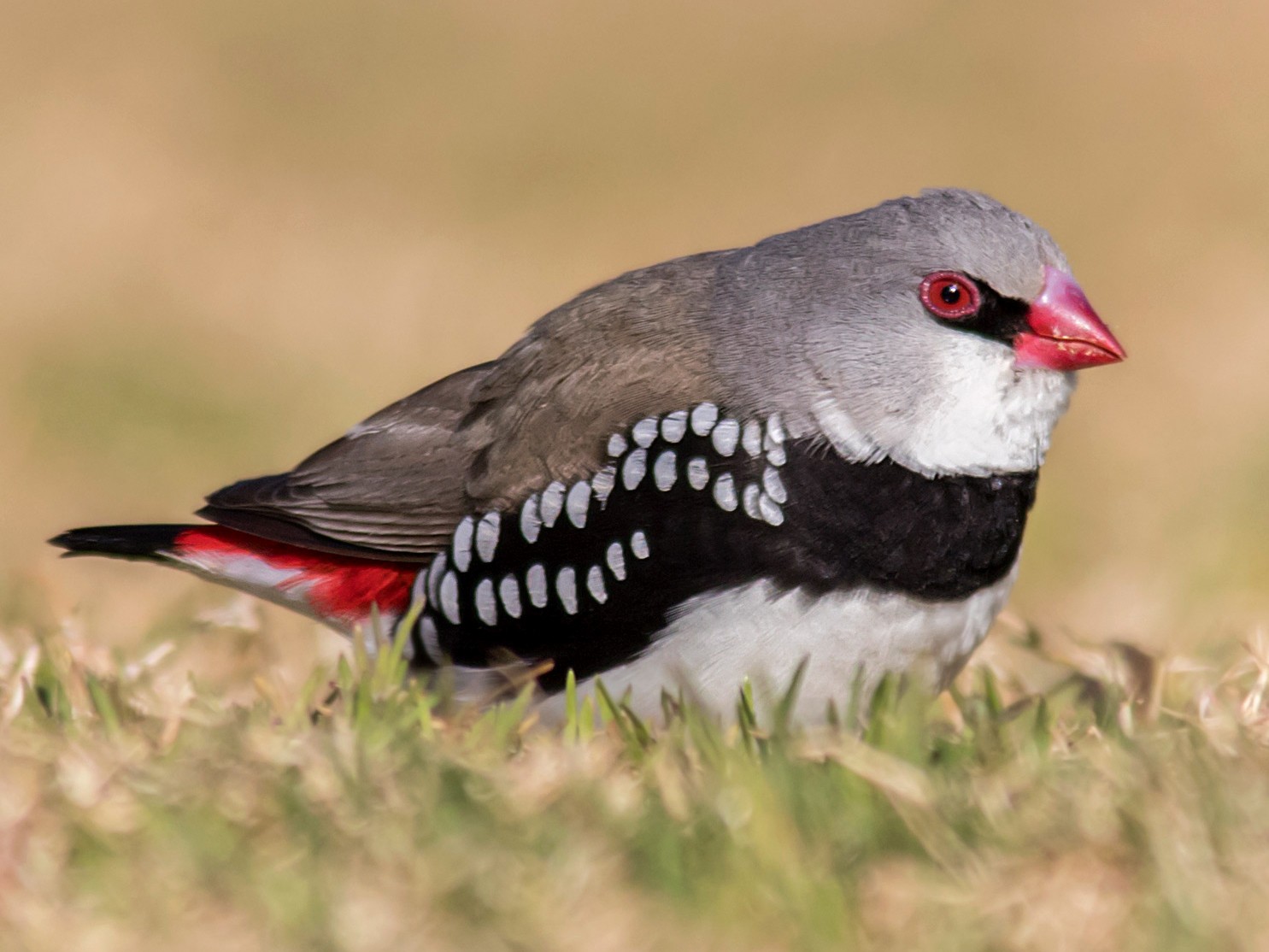 オオキンカチョウ Ebird