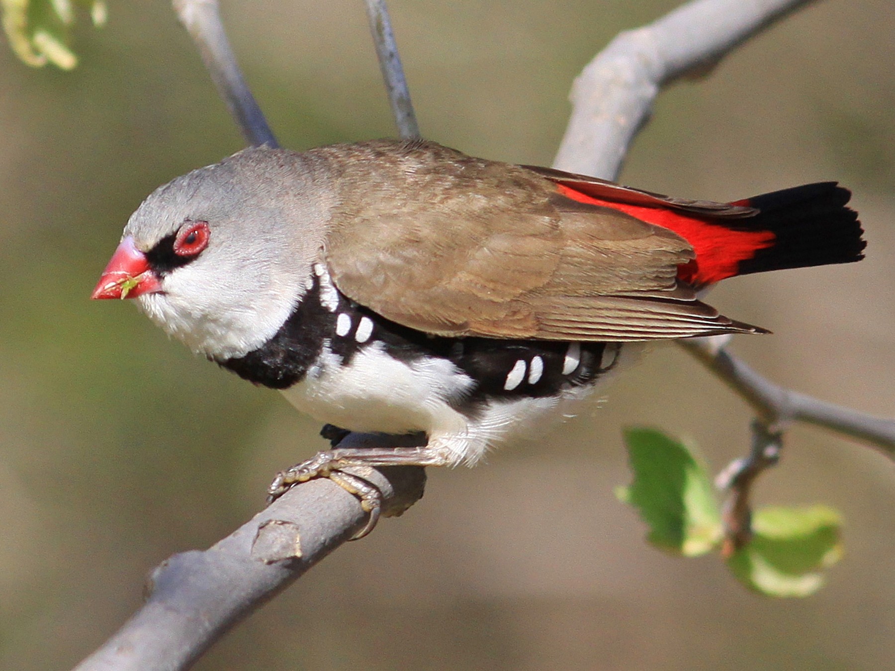 オオキンカチョウ Ebird