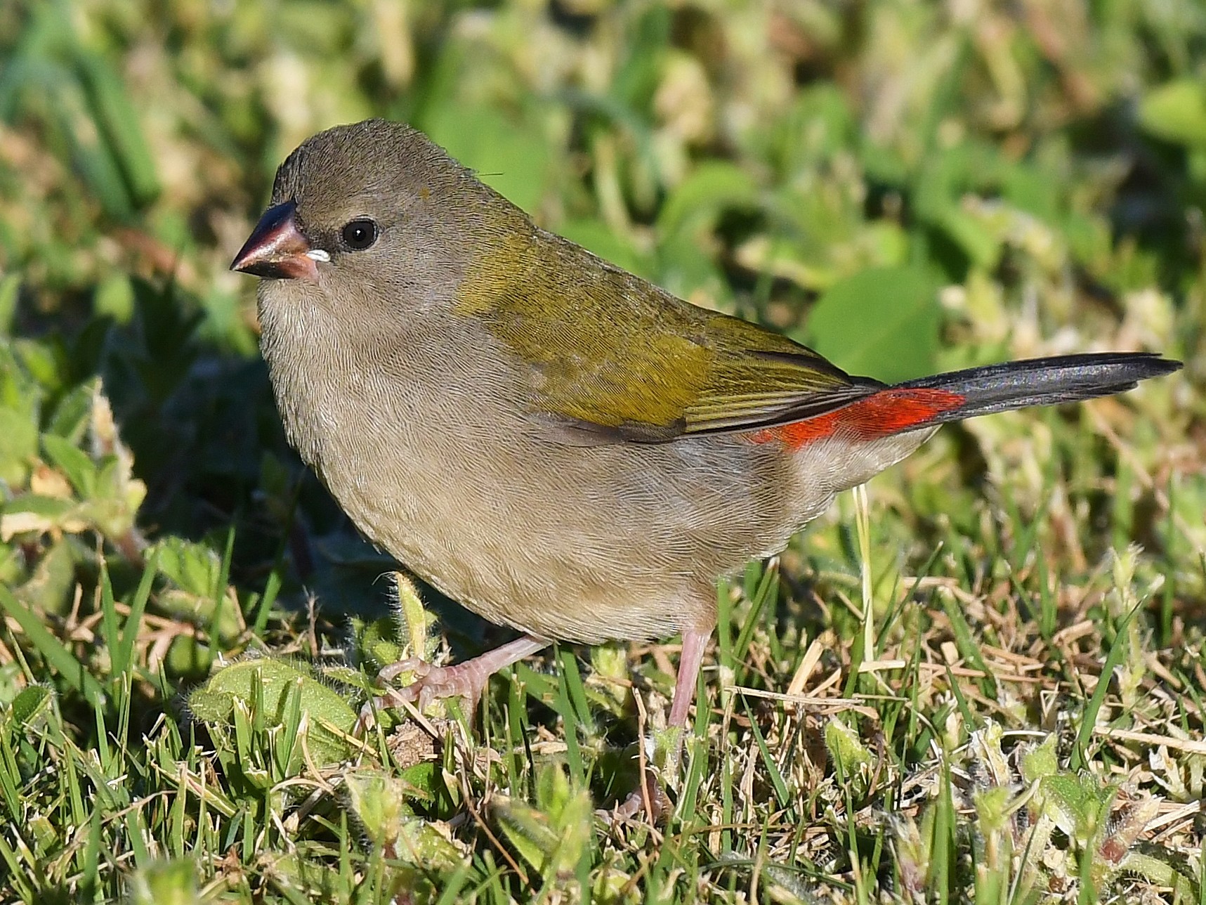 Red-browed Firetail - Terence Alexander