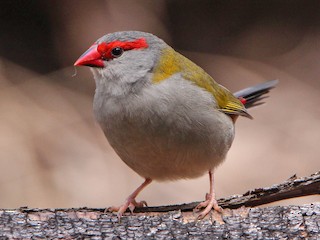 フヨウチョウ - eBird