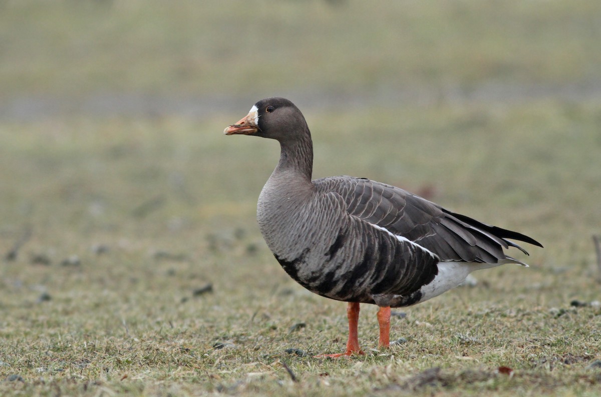 Greater White-fronted Goose - Jeremiah Trimble