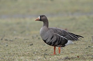 Greater White-fronted Goose, ML125935191