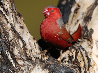 アサヒスズメ - eBird