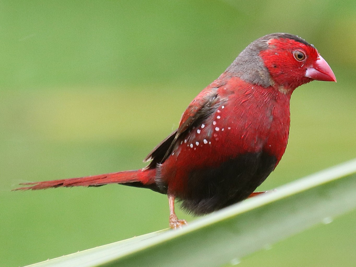 Crimson Finch - James  Nicolson