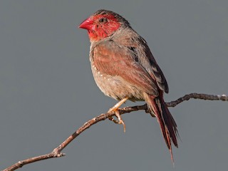 アサヒスズメ - eBird