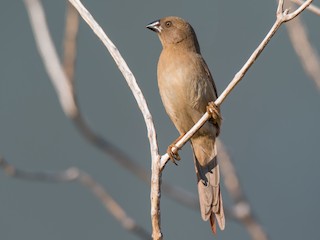 アサヒスズメ - eBird