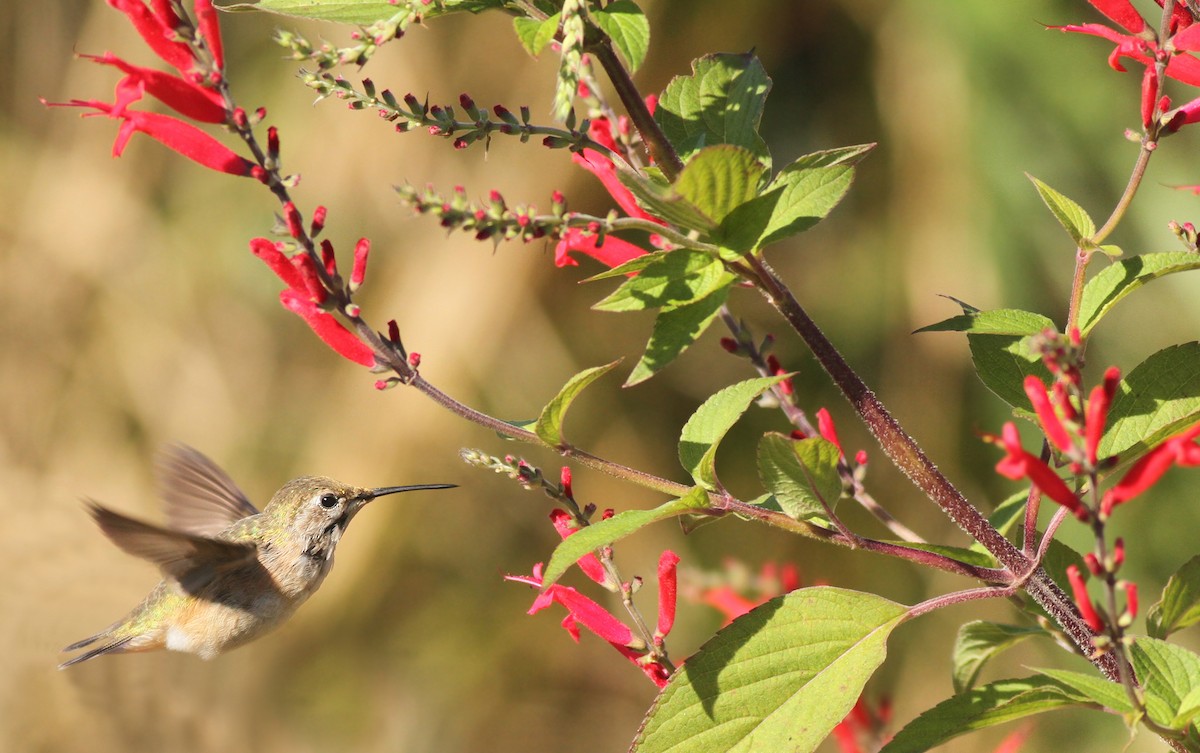 Calliope Hummingbird - ML125936371