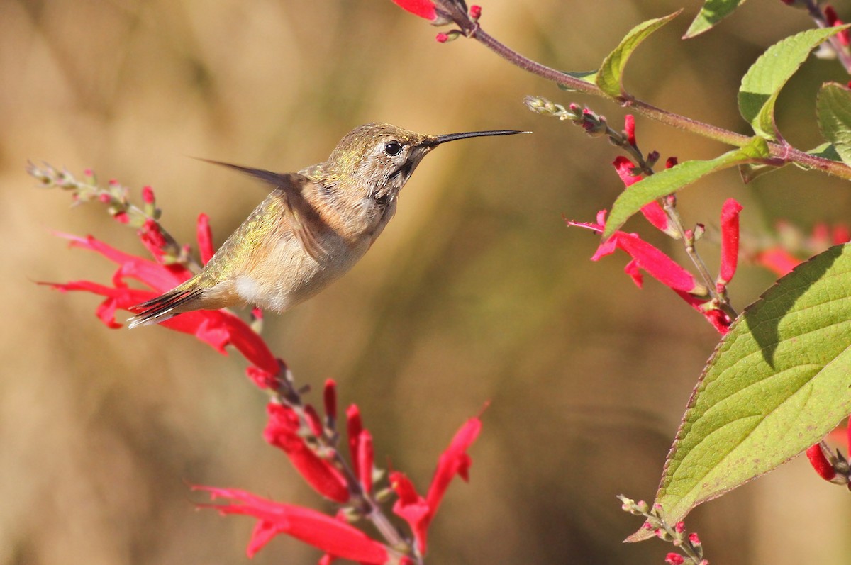 Calliope Hummingbird - ML125936391
