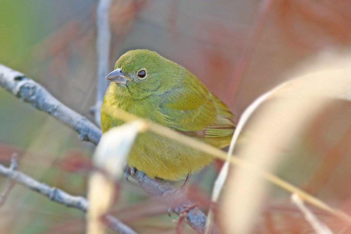 Painted Bunting - ML125936871
