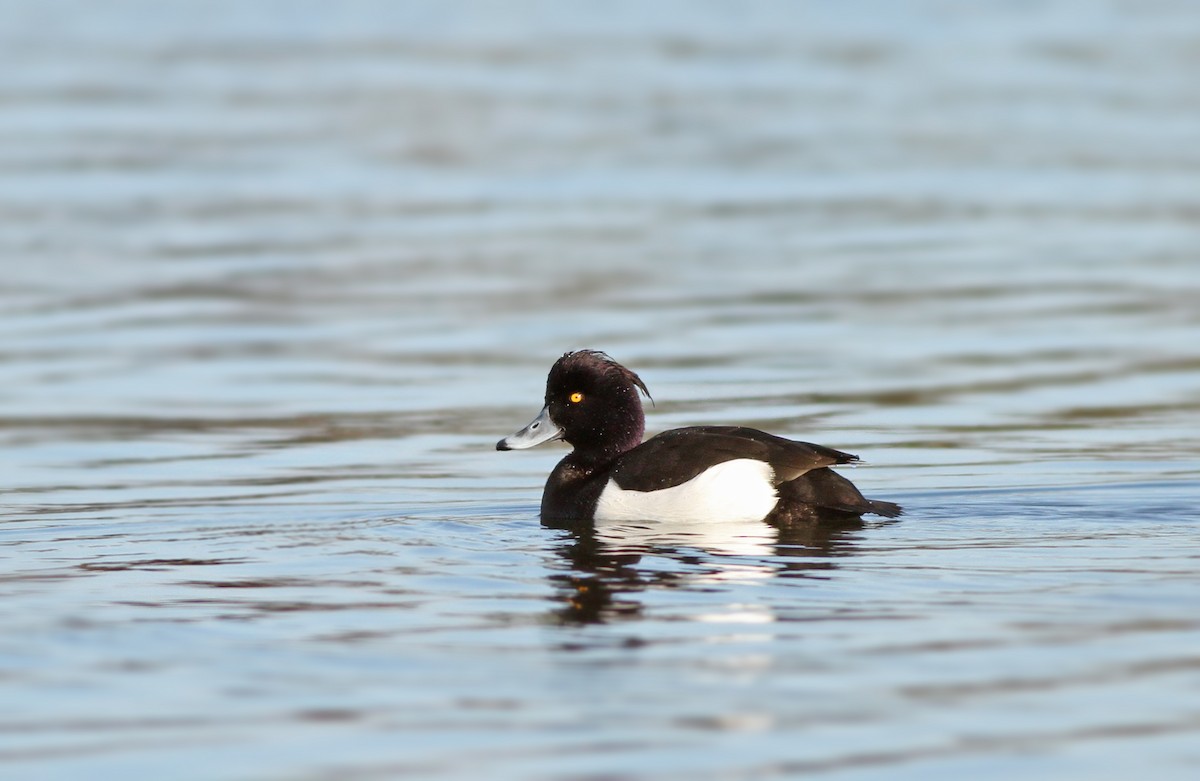 Tufted Duck - ML125936951