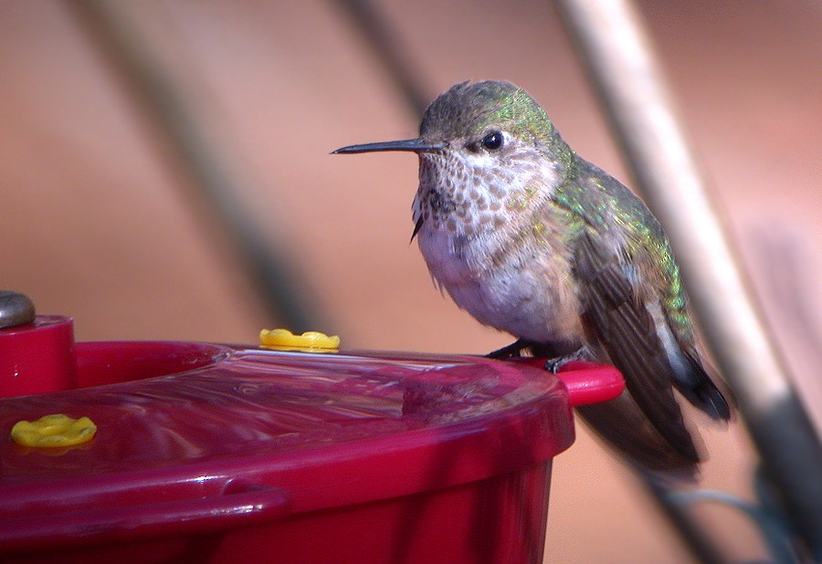 Calliope Hummingbird - ML125939061