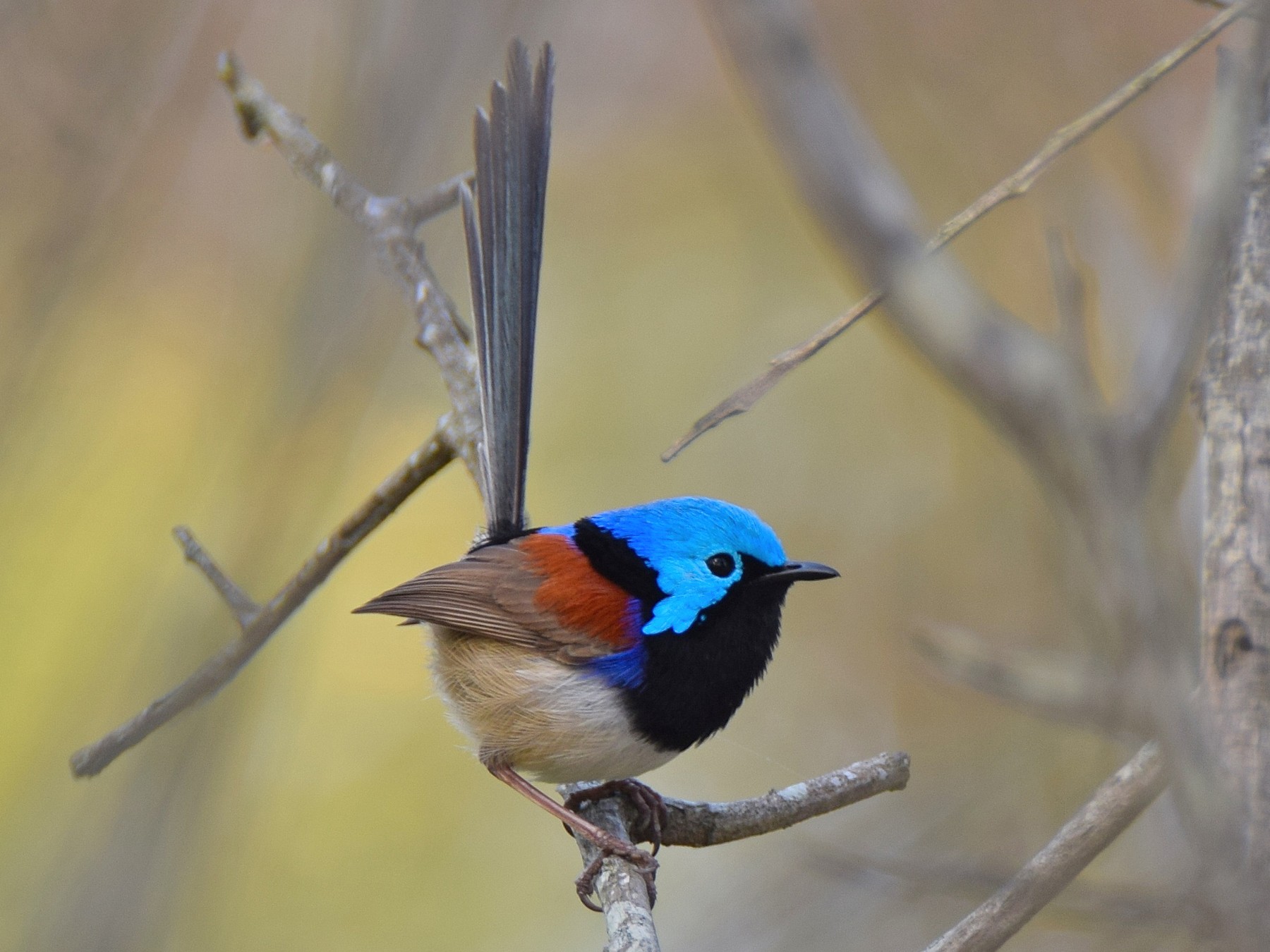 Variegated Fairywren - Chris Wills