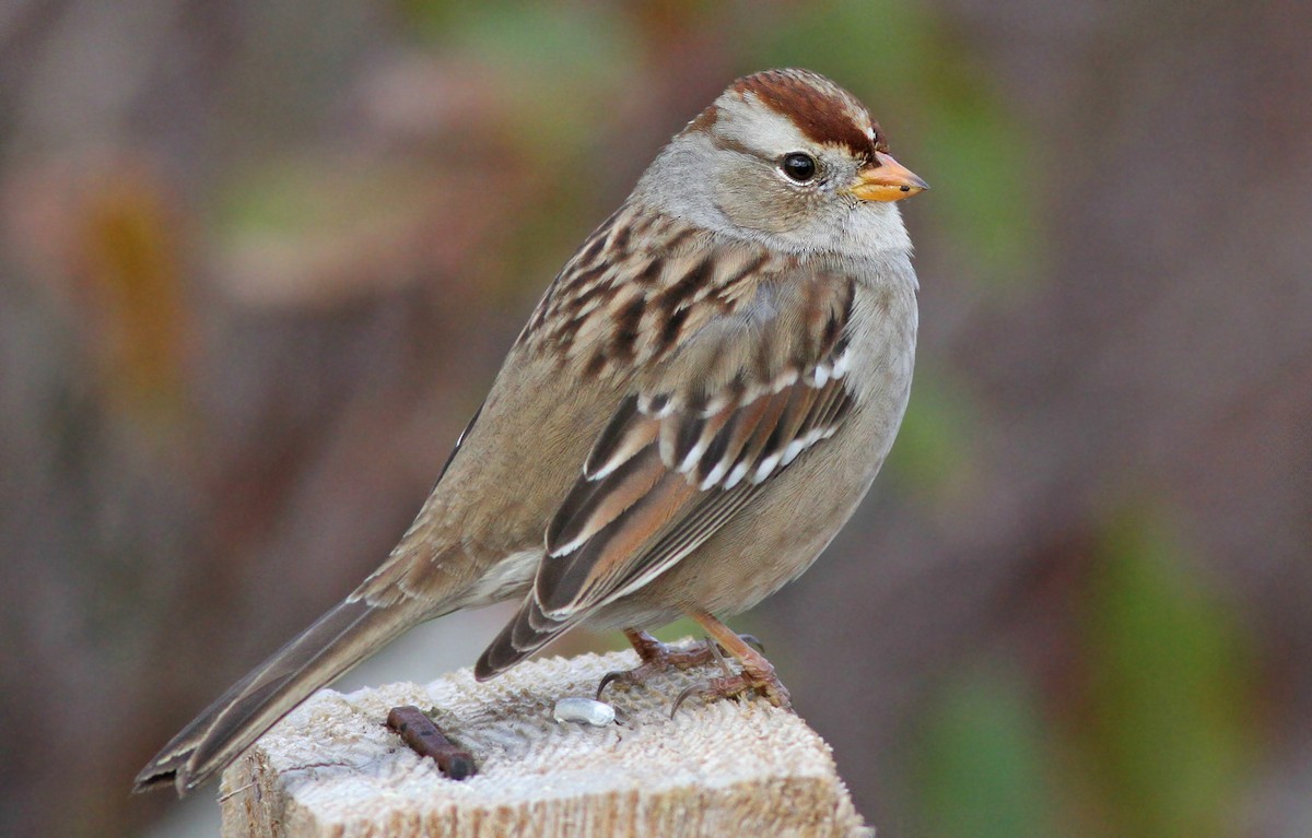 White-crowned Sparrow - ML125939911