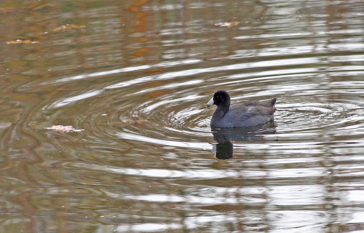 American Coot (Red-shielded) - Jeremiah Trimble