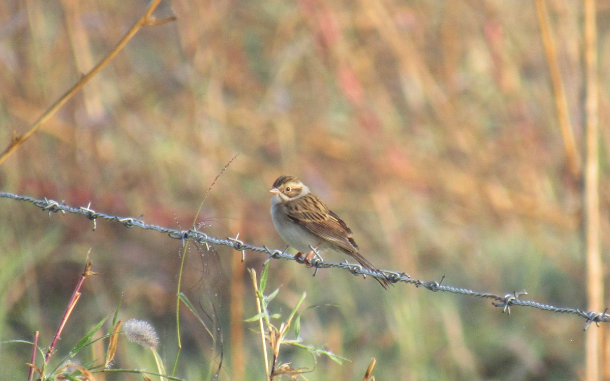 Clay-colored Sparrow - ML125941051