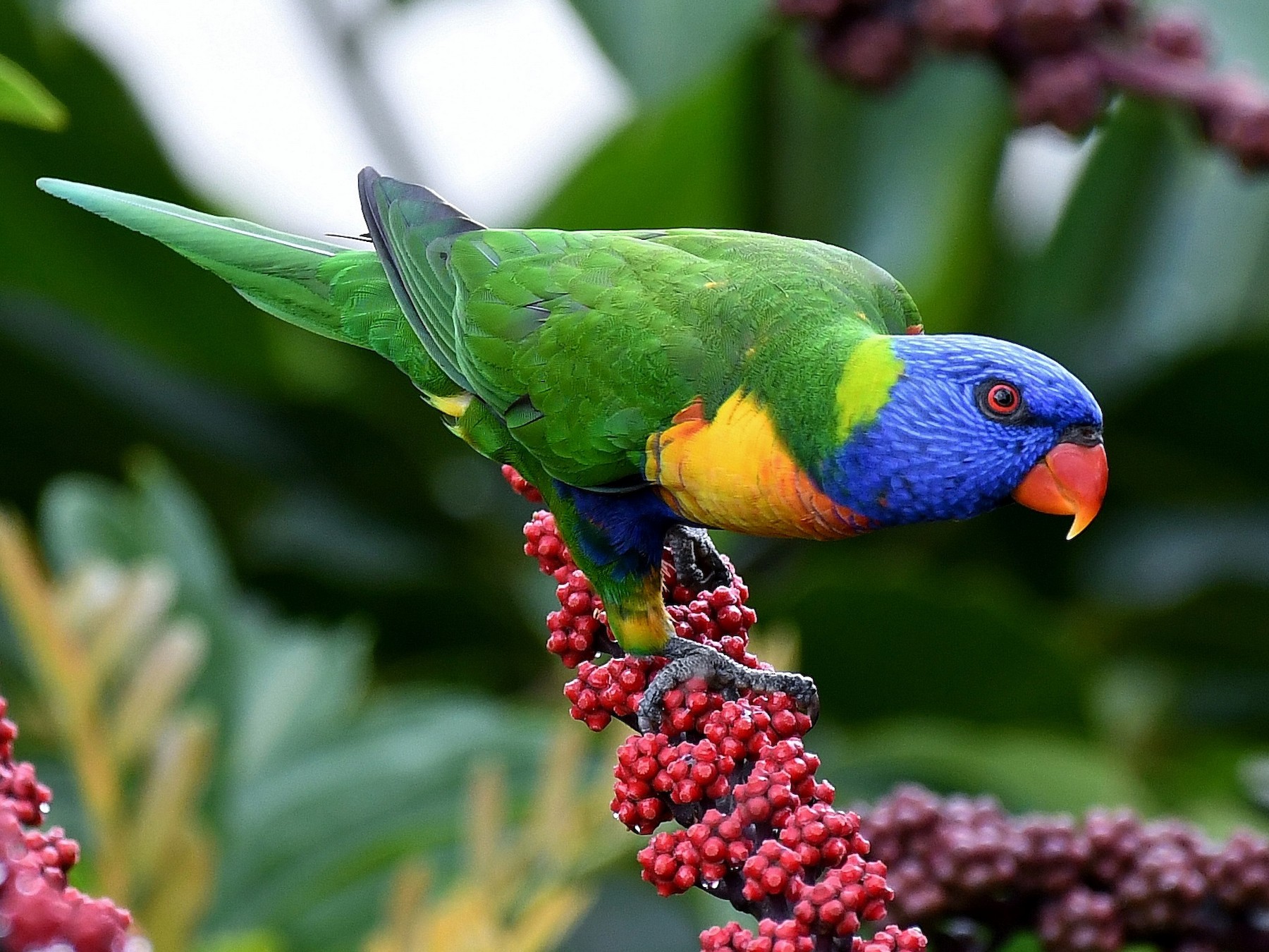 Rainbow store lory bird