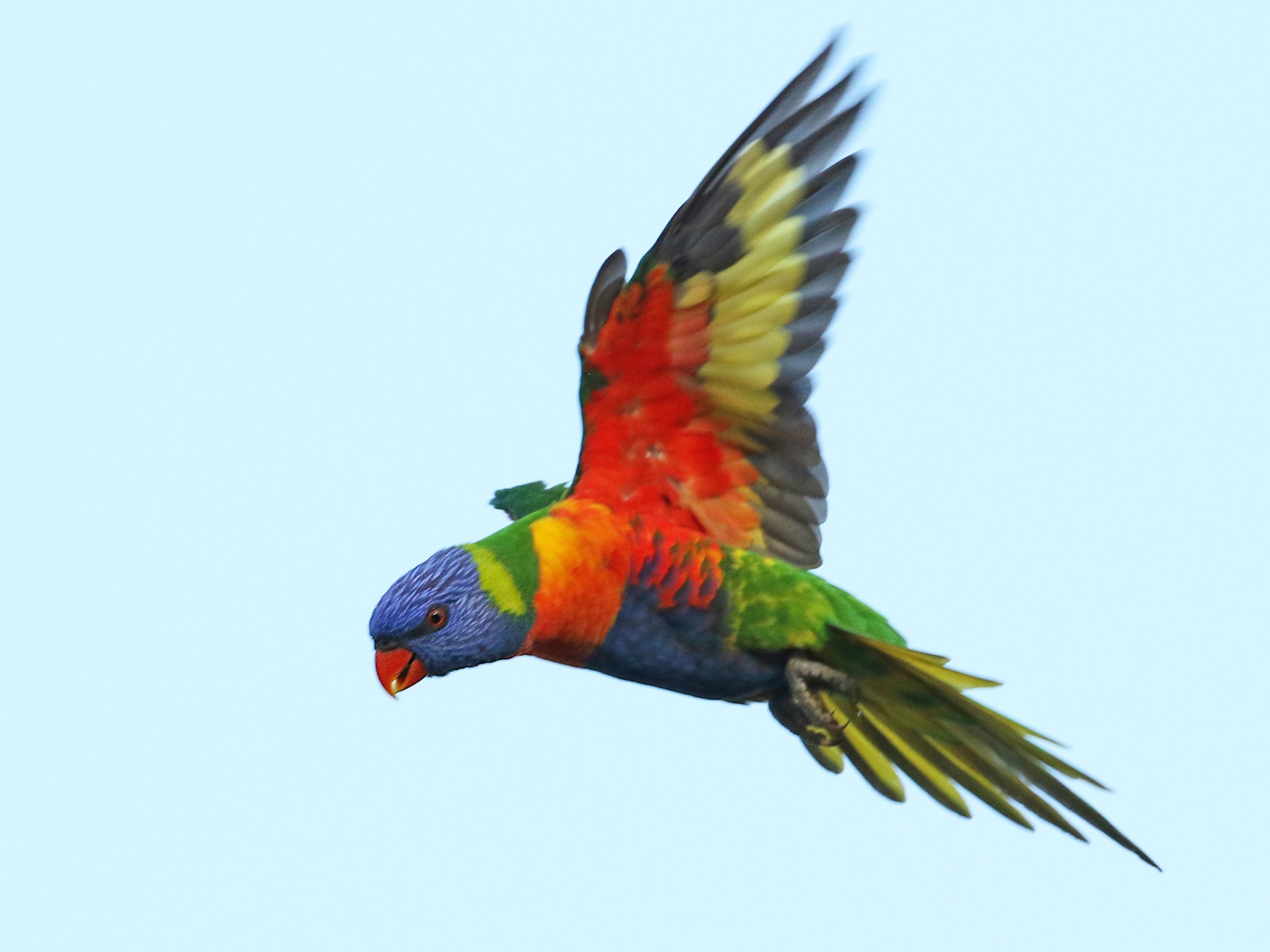 Rainbow Lorikeet - Luke Seitz