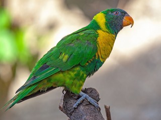  - Marigold Lorikeet