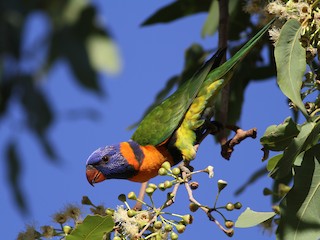 Adult (Red-collared) - Chris Wiley - ML125941221