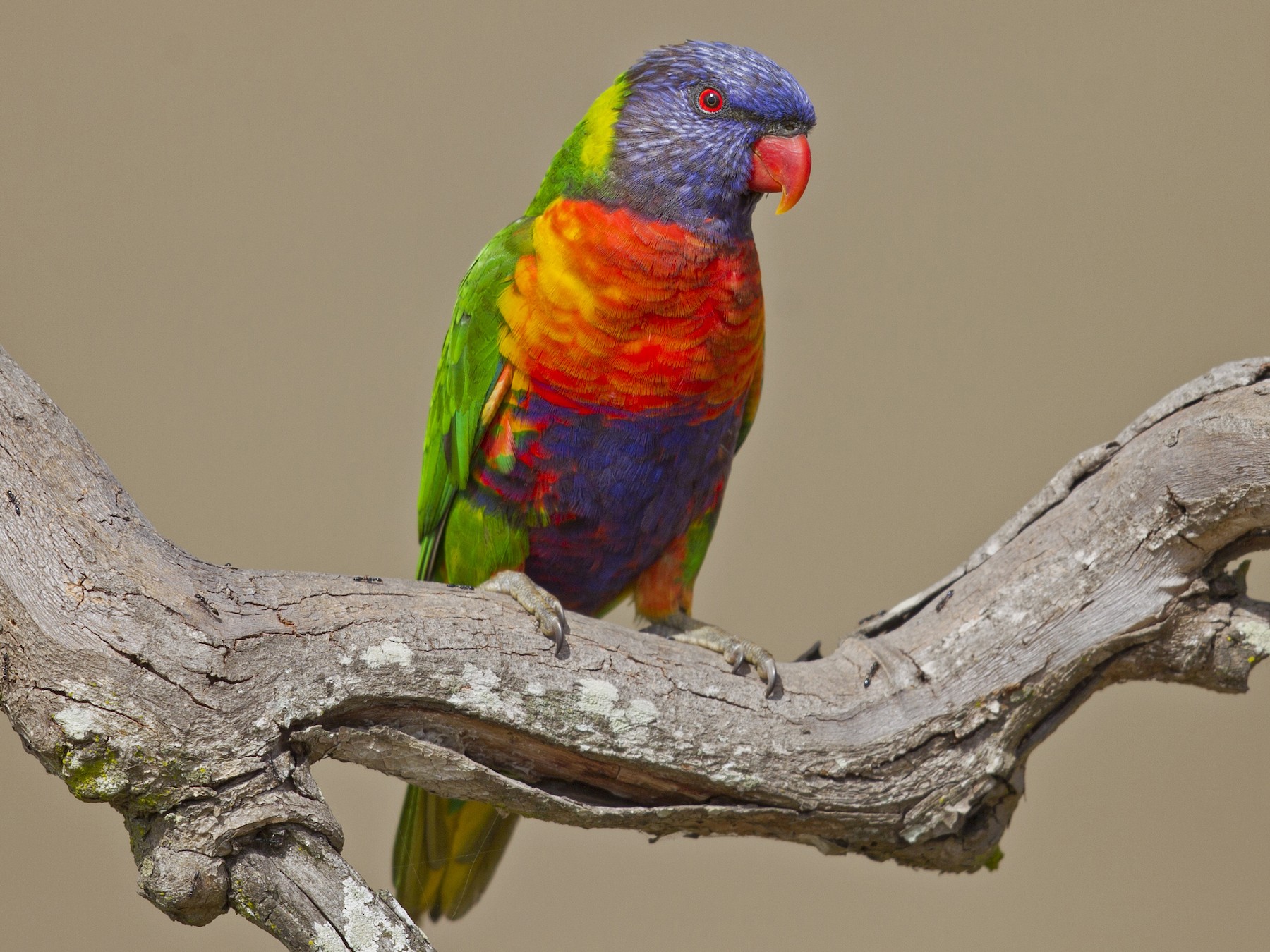 rainbow lorikeet sp. - Mat Gilfedder