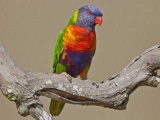 ニューギニアゴシキセイガイインコ上種 - eBird